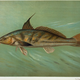 Illustration for article titled Fishes of North America That are Captured on Hook and Line